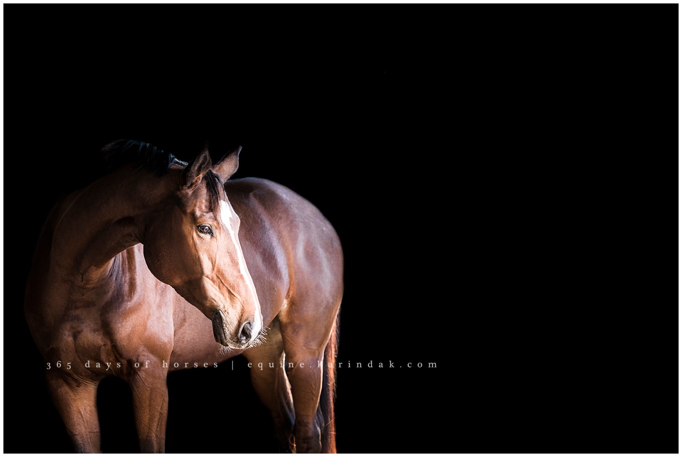 Austin Equine Photography | Karinda K Texas Equine Photography | equine.test.karindak.com