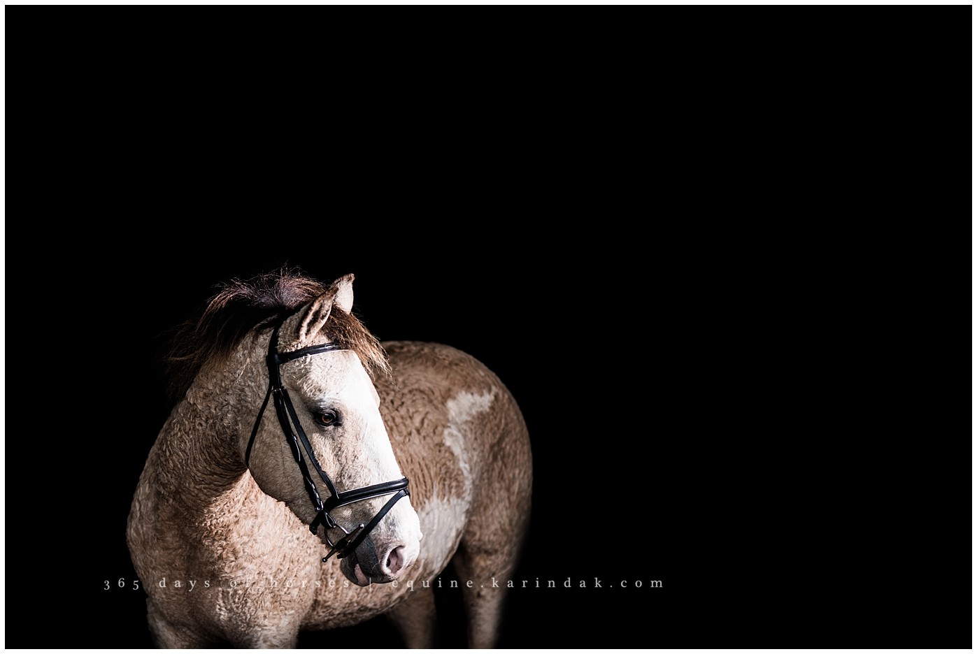 Texas Horse Portraits | Karinda K Texas Equine Photography | equine.test.karindak.com