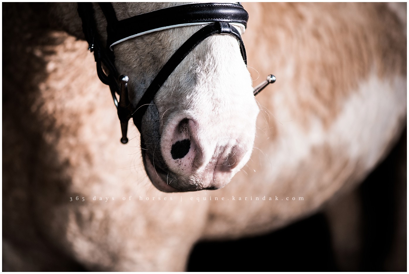 Texas Horse Portraits | Karinda K Texas Equine Photography | equine.test.karindak.com