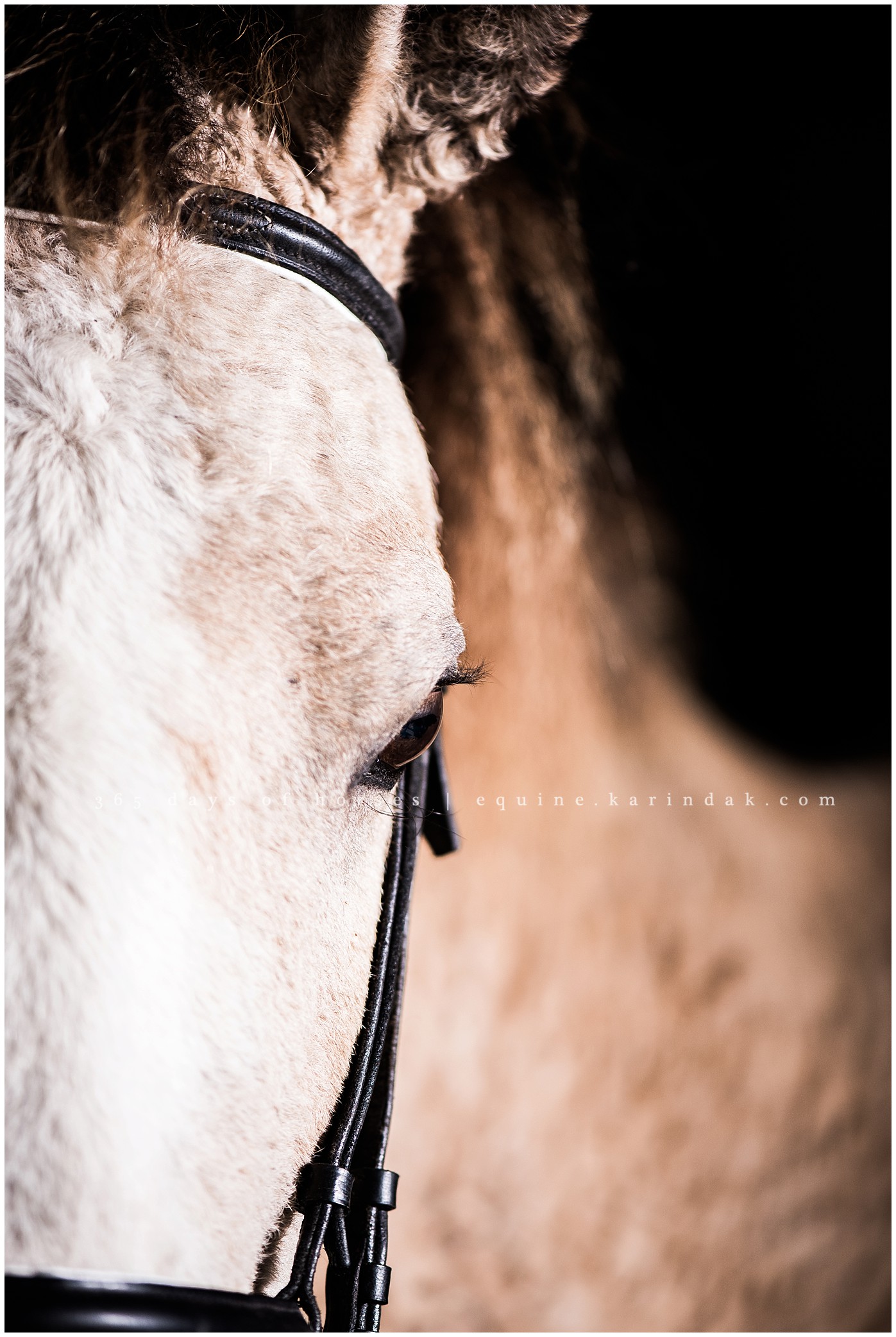 Texas Horse Portraits | Karinda K Texas Equine Photography | equine.test.karindak.com