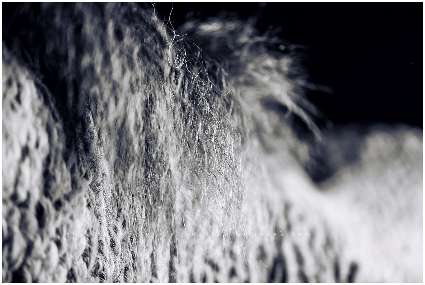 Texas Horse Portraits | Karinda K Texas Equine Photography | equine.test.karindak.com