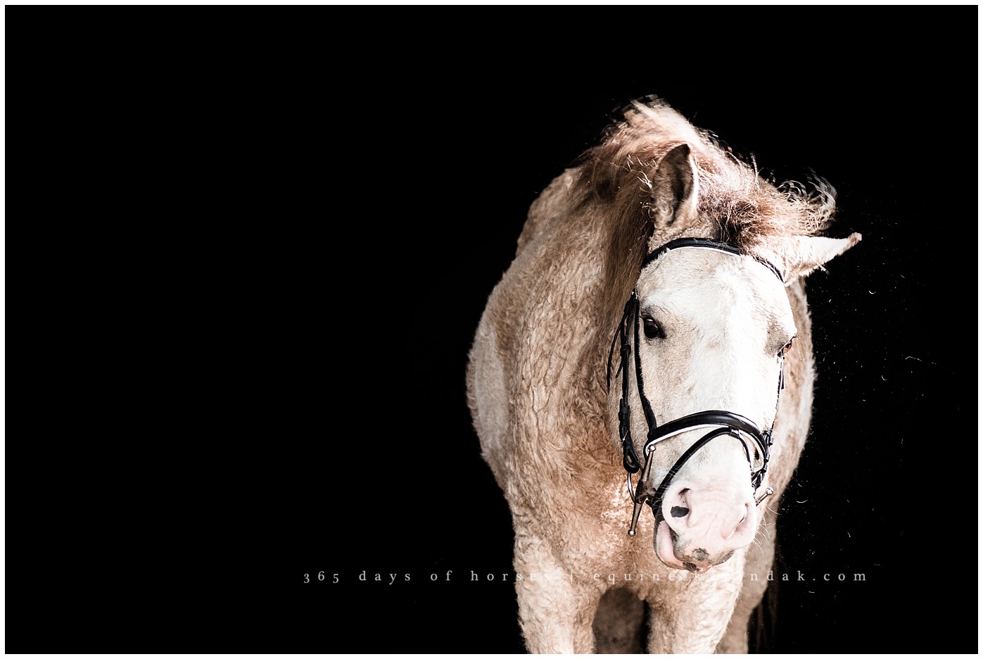 Texas Horse Portraits | Karinda K Texas Equine Photography | equine.test.karindak.com