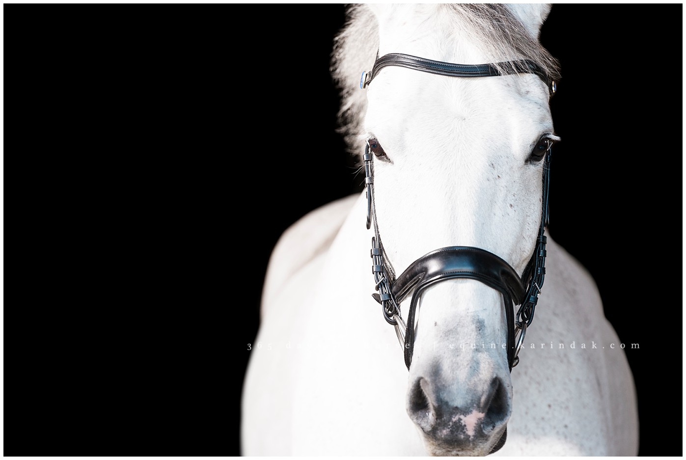 Texas Equine Photographer | Karinda K Texas Equine Photography | equine.test.karindak.com