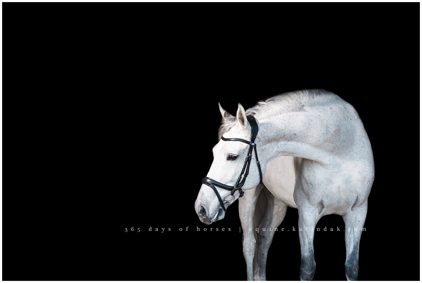 Texas Equine Photographer | Karinda K Texas Equine Photography | equine.test.karindak.com