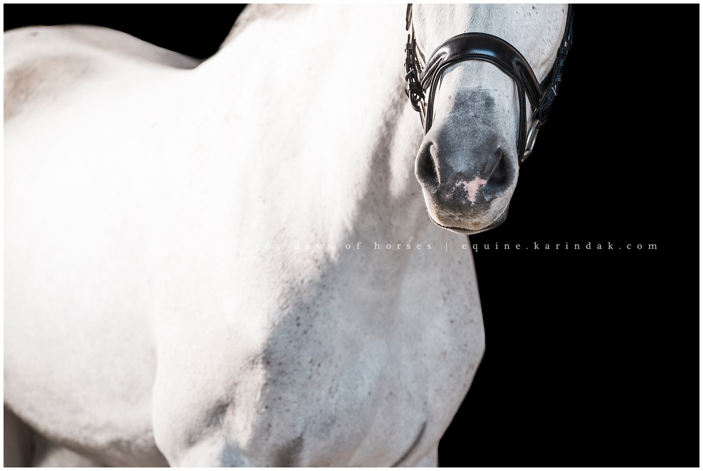 Texas Equine Photographer | Karinda K Texas Equine Photography | equine.test.karindak.com