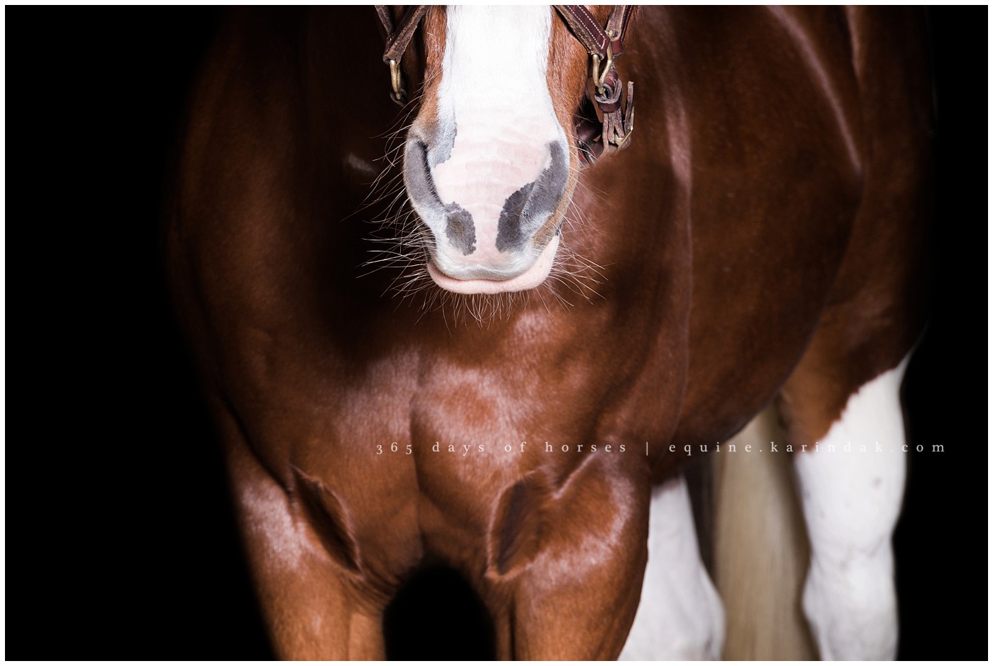 Texas Equine Photography Black Background 