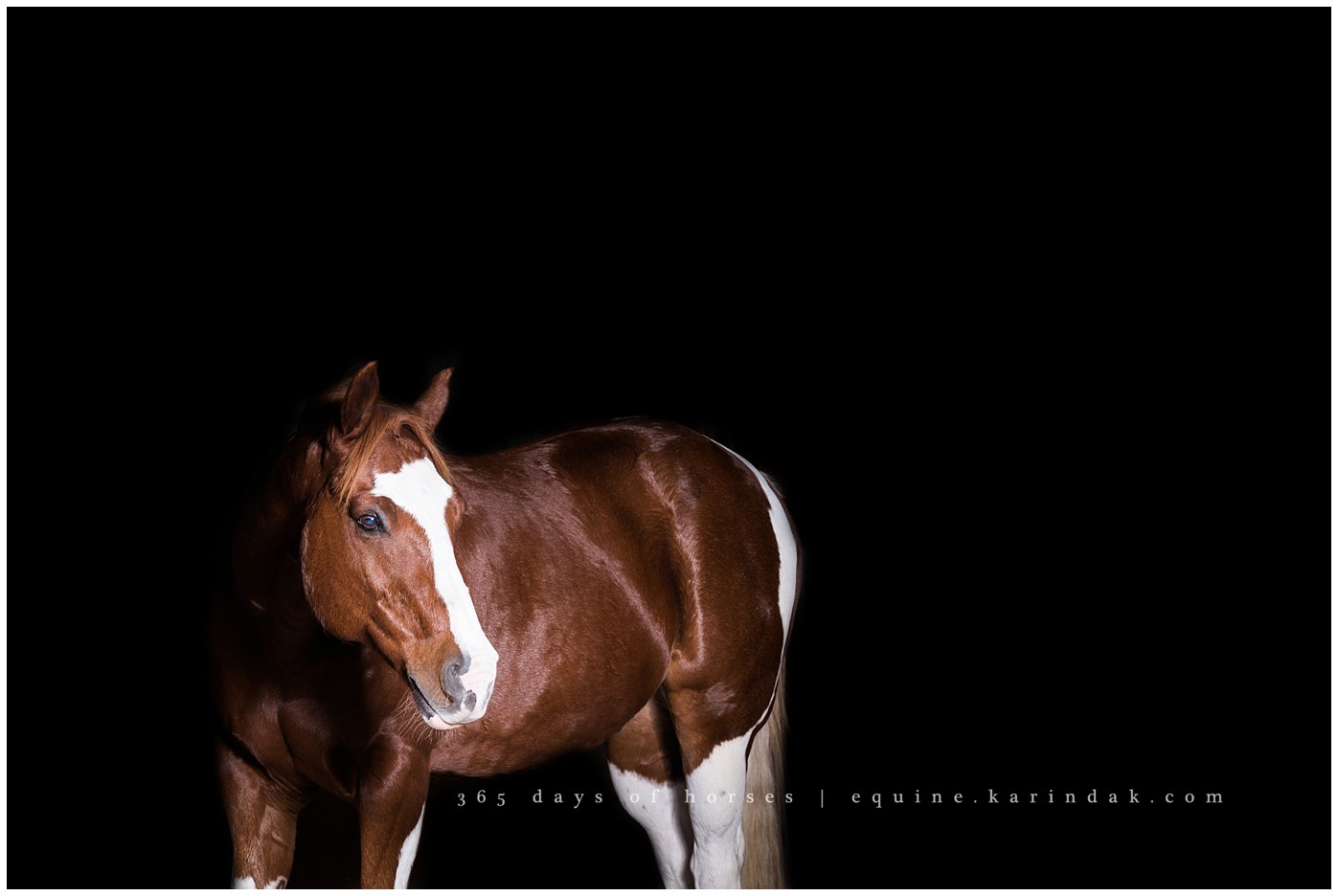 Texas Equine Photographer | Karinda K Texas Equine Photography | equine.test.karindak.com