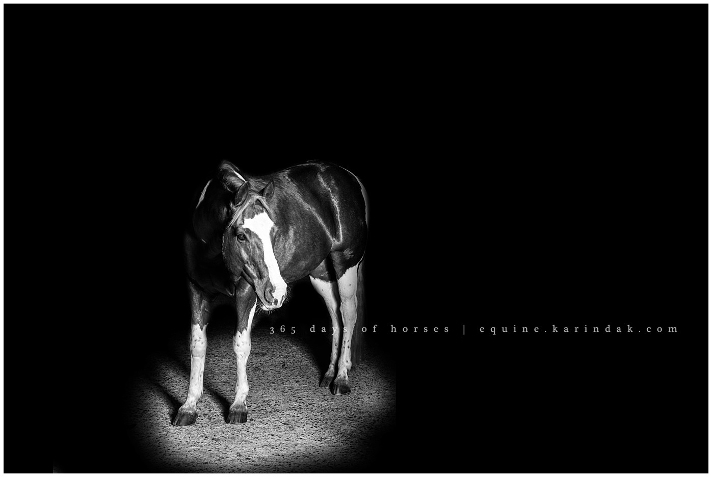 Texas Equine Photographer | Karinda K Texas Equine Photography | equine.test.karindak.com