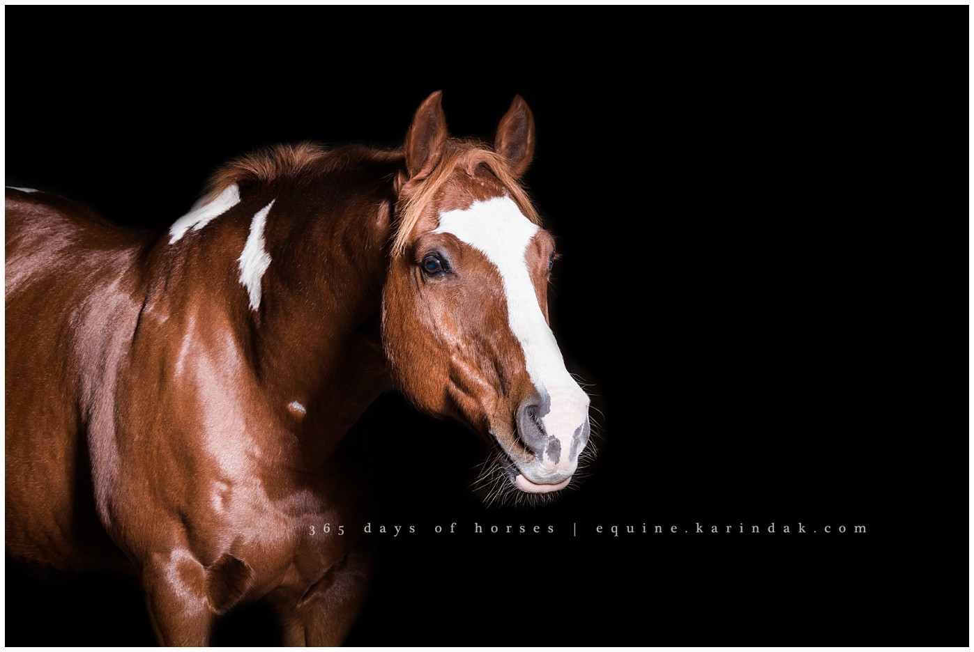 Texas Equine Photographer | Karinda K Texas Equine Photography | equine.test.karindak.com
