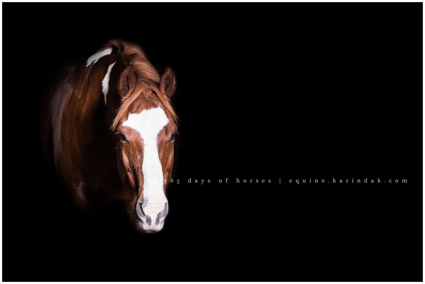 Texas Equine Photographer | Karinda K Texas Equine Photography | equine.test.karindak.com