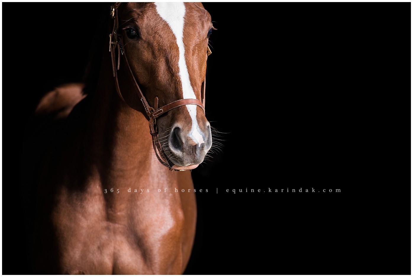 Texas Equine Photographer | Karinda K Texas Equine Photography | equine.test.karindak.com