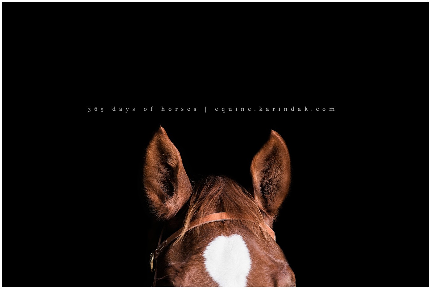 Texas Equine Photographer | Karinda K Texas Equine Photography | equine.test.karindak.com