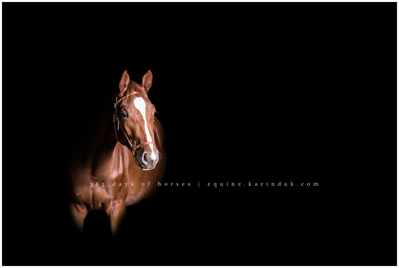 Texas Equine Photographer | Karinda K Texas Equine Photography | equine.test.karindak.com