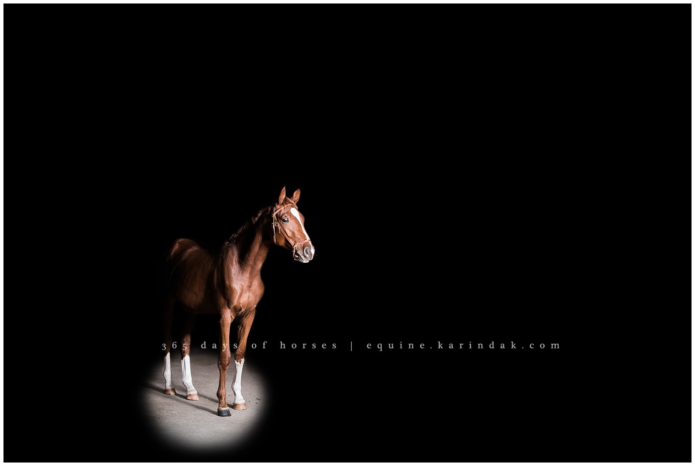 Texas Equine Photographer | Karinda K Texas Equine Photography | equine.test.karindak.com