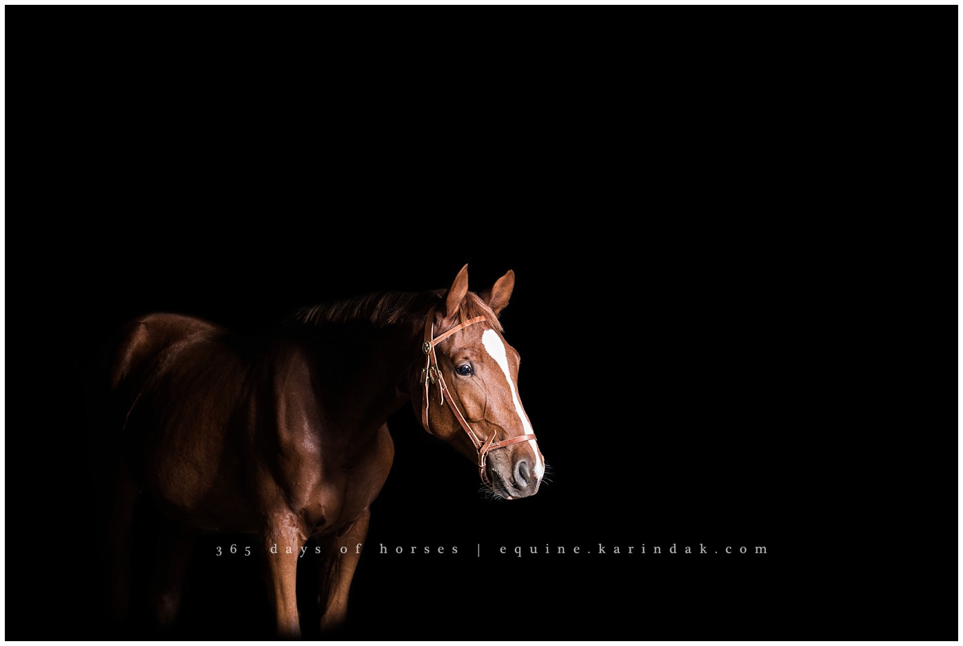 Texas Equine Photographer | Karinda K Texas Equine Photography | equine.test.karindak.com