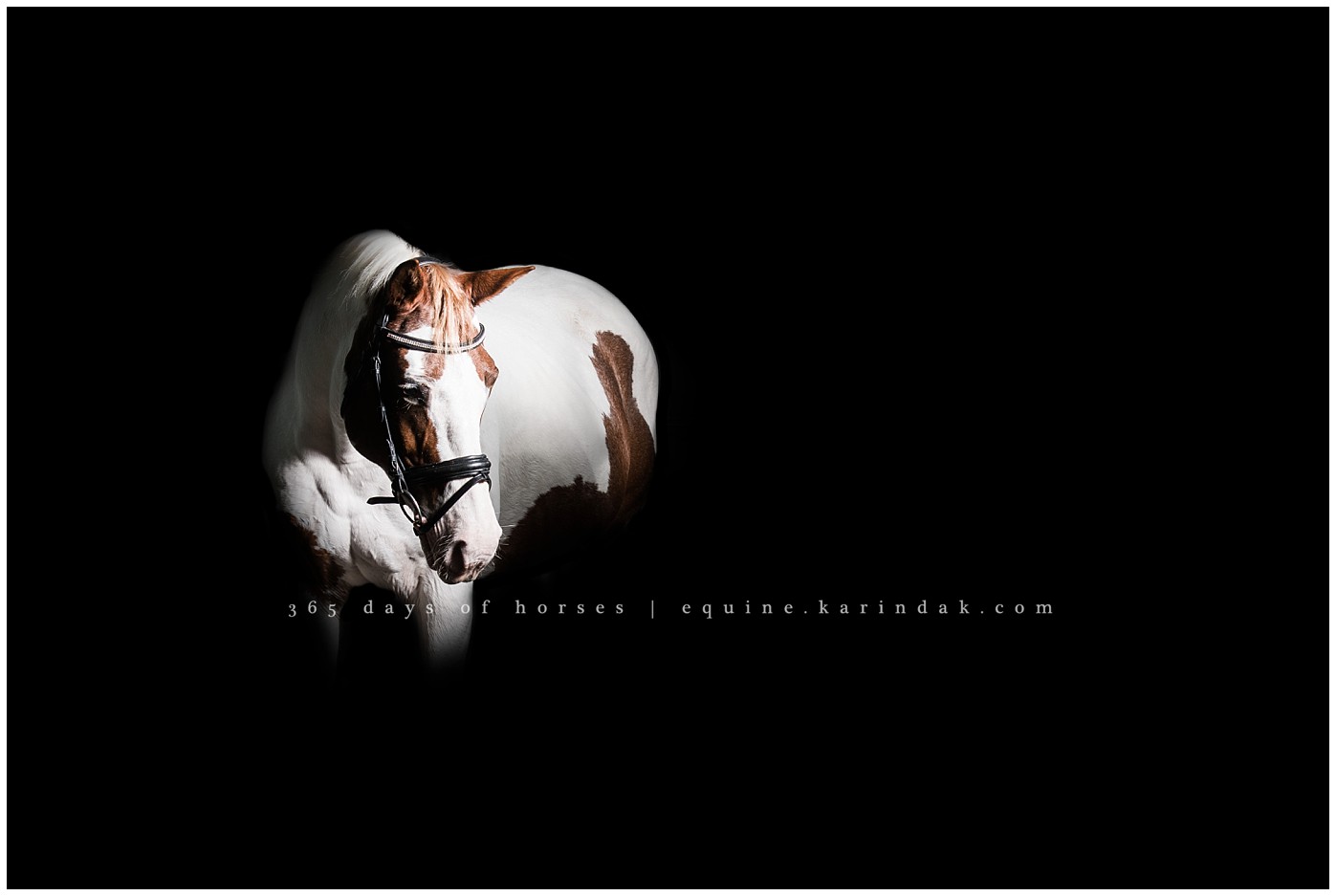 Texas Equine Photographer | Karinda K Texas Equine Photography | equine.test.karindak.com