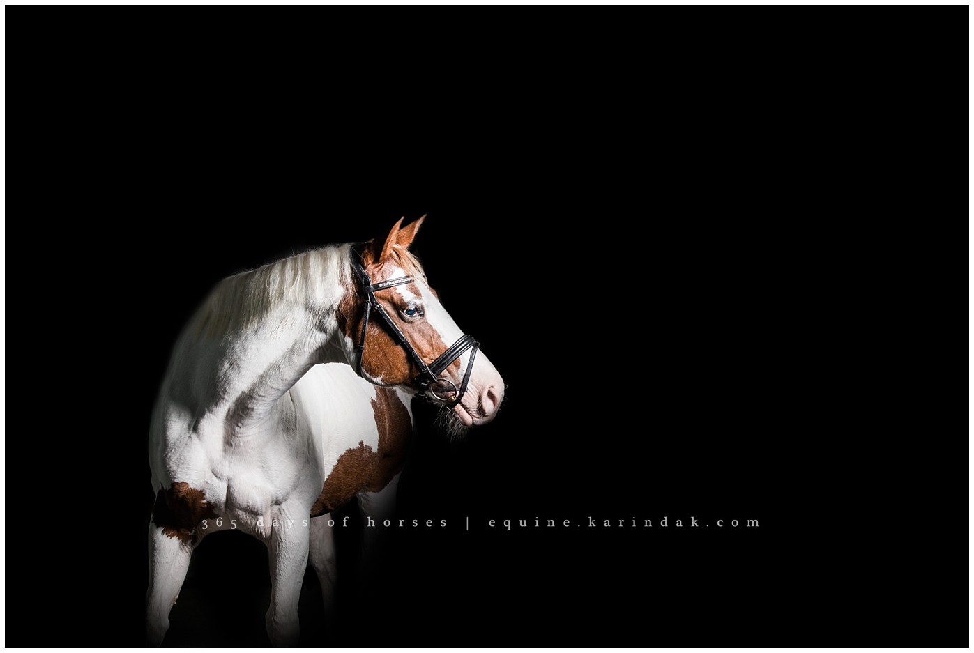 Texas Equine Photographer | Karinda K Texas Equine Photography | equine.test.karindak.com