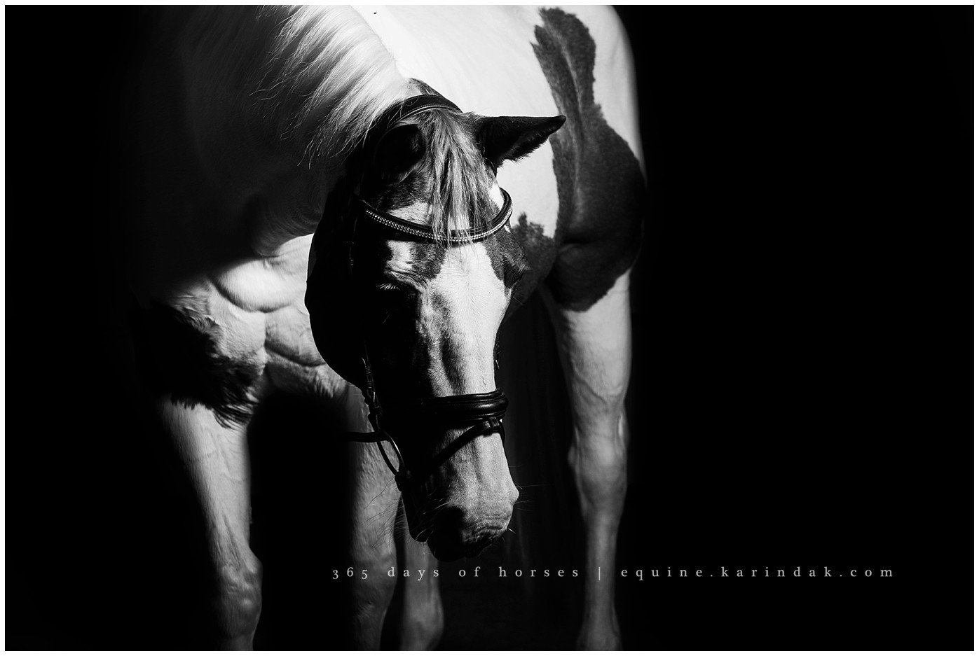 Corpus Christi Horse Photography | Karinda K Texas Equine Photography | equine.test.karindak.com