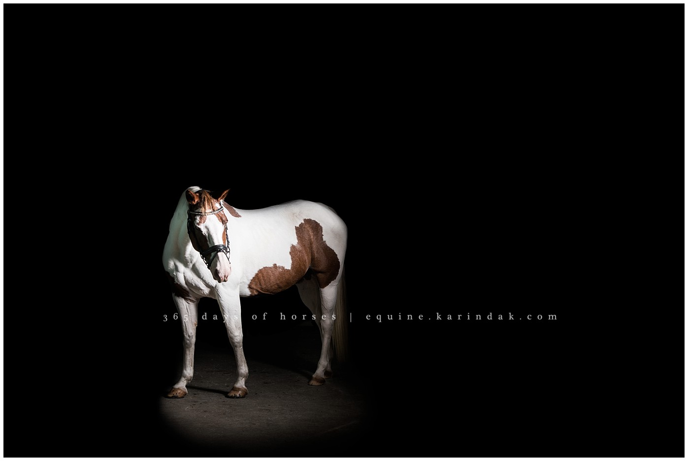 Texas Equine Photographer | Karinda K Texas Equine Photography | equine.test.karindak.com