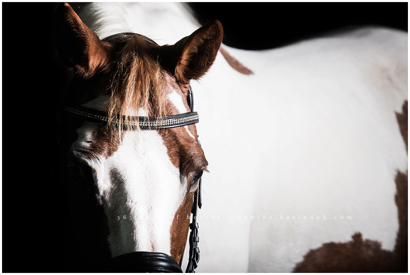 Corpus Christi Horse Photography | Karinda K Texas Equine Photography | equine.test.karindak.com