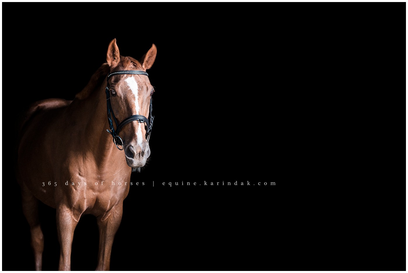 Houston Equine Photography | Karinda K Texas Equine Photography | equine.test.karindak.com