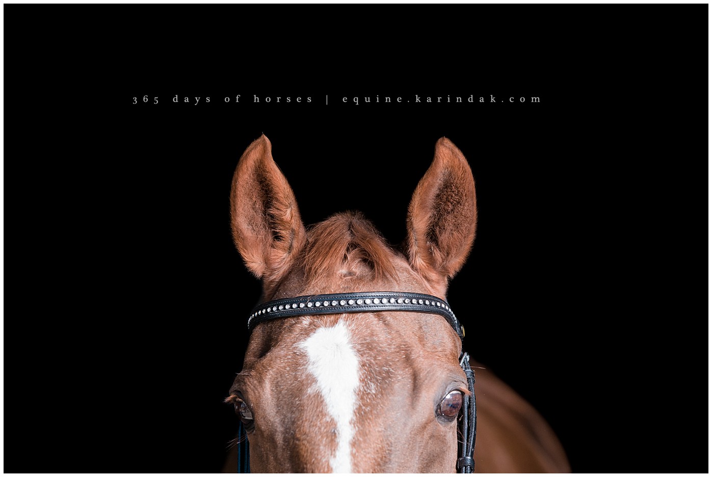 Texas Equine Photographer