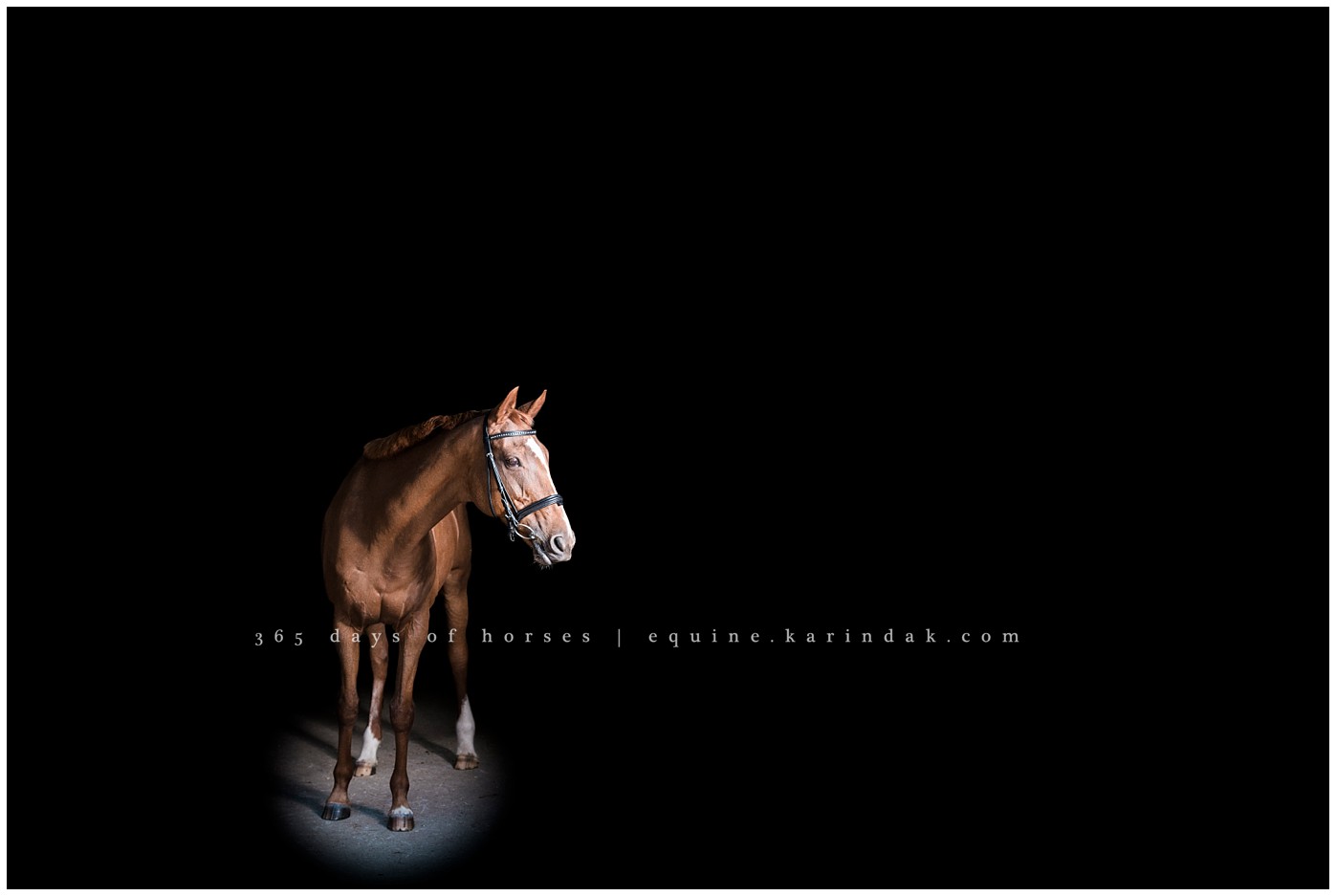 Houston Equine Photography | Karinda K Texas Equine Photography | equine.test.karindak.com