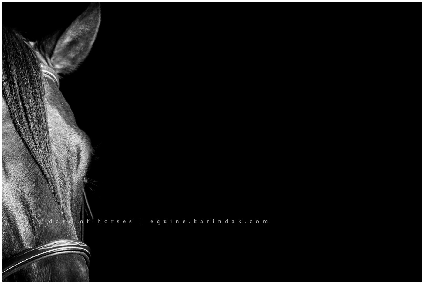 Texas Equine Photographer | Karinda K Texas Equine Photography | equine.test.karindak.com