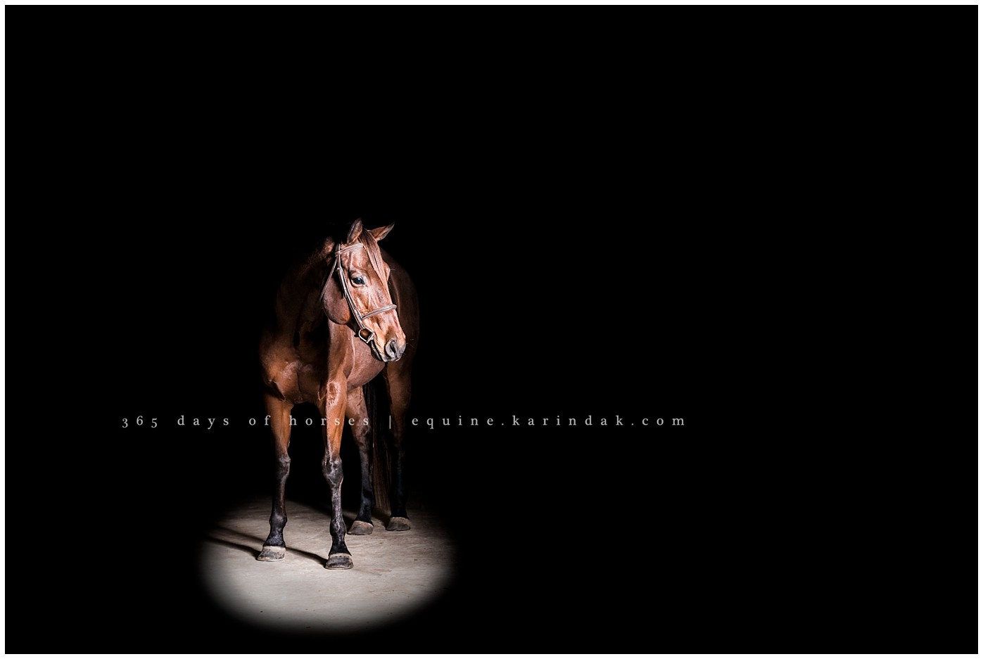 Texas Equine Photographer | Karinda K Texas Equine Photography | equine.test.karindak.com