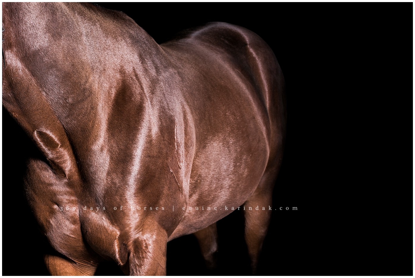 Texas Equine Photographer | Karinda K Texas Equine Photography | equine.test.karindak.com