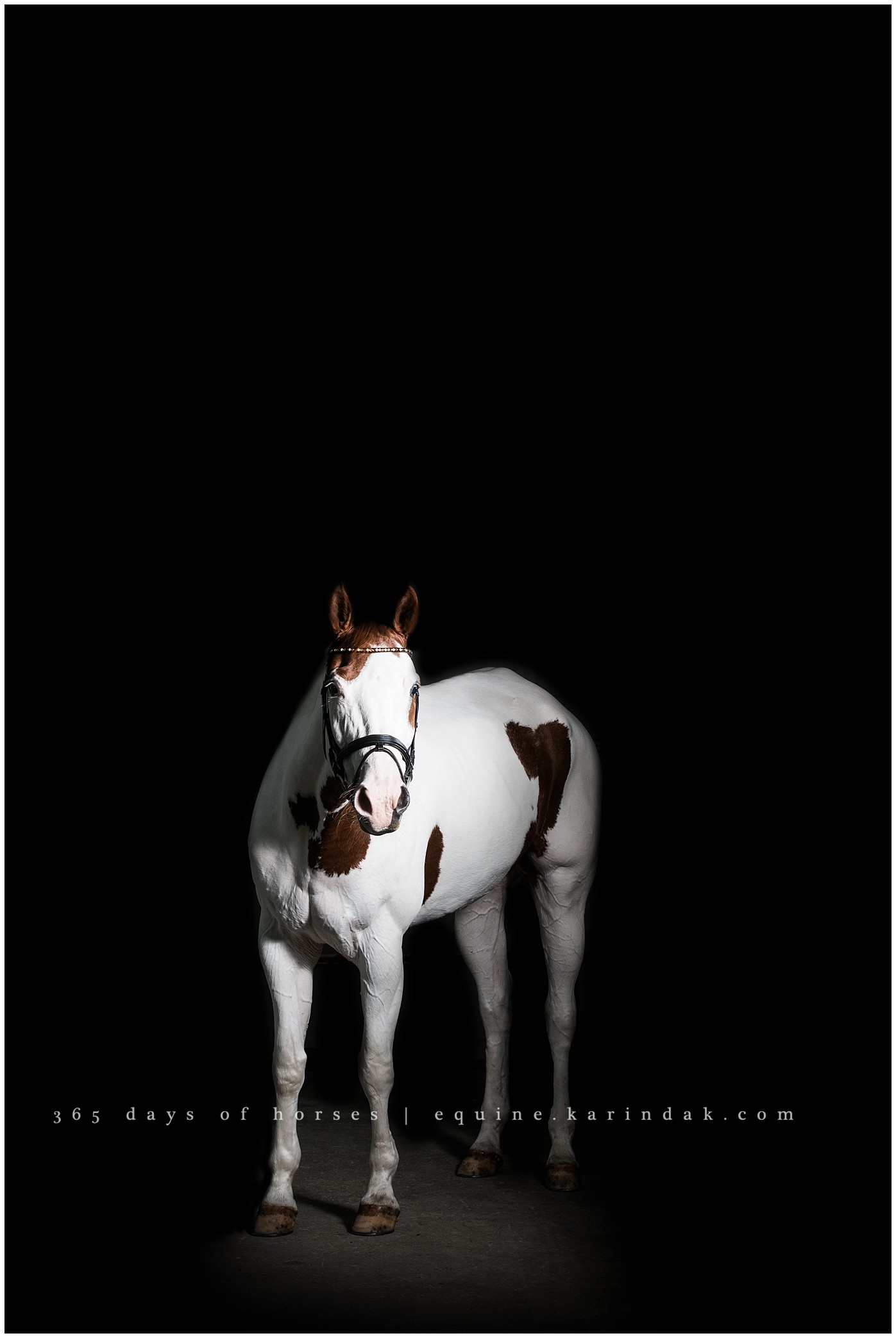 Horse Photography | Karinda K Texas Equine Photography | equine.test.karindak.com