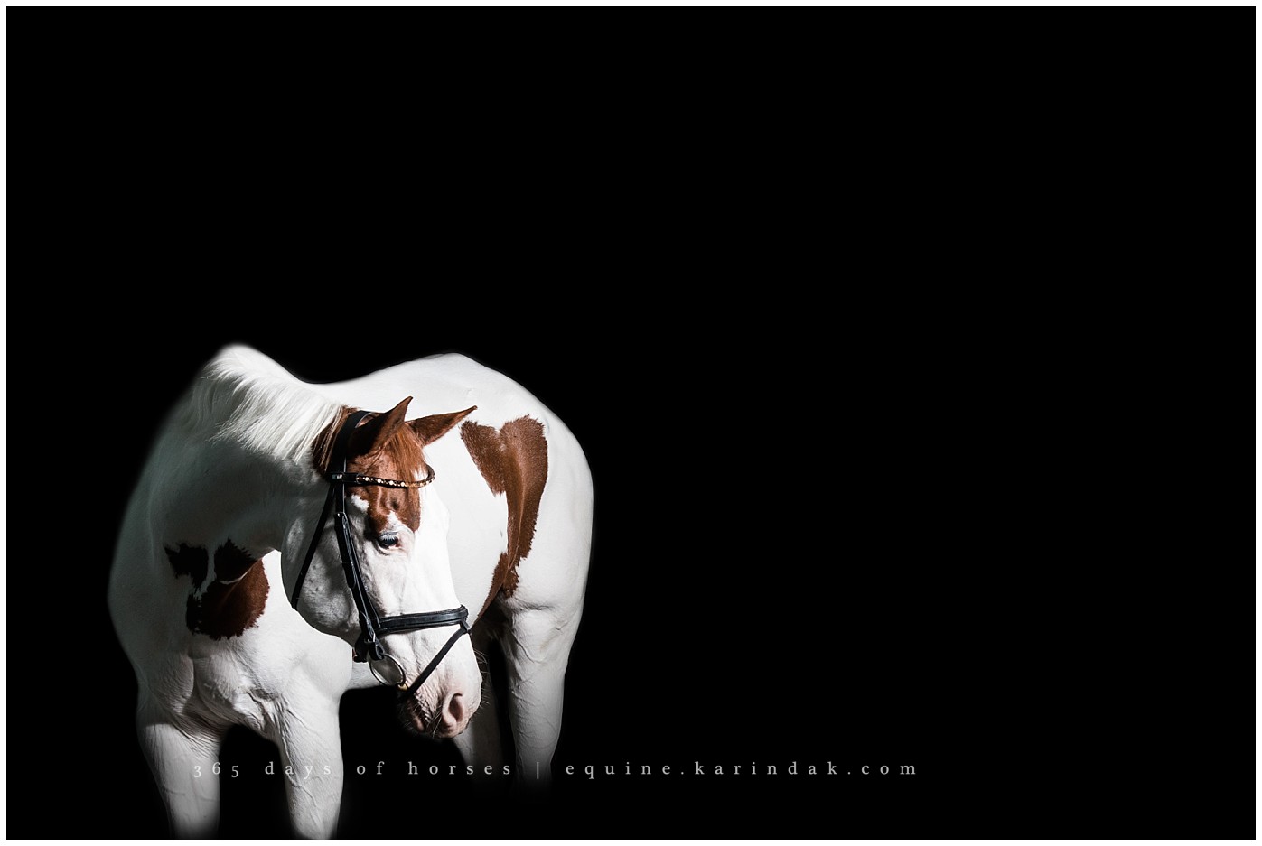 Texas Equine Photographer | Karinda K Texas Equine Photography | equine.test.karindak.com