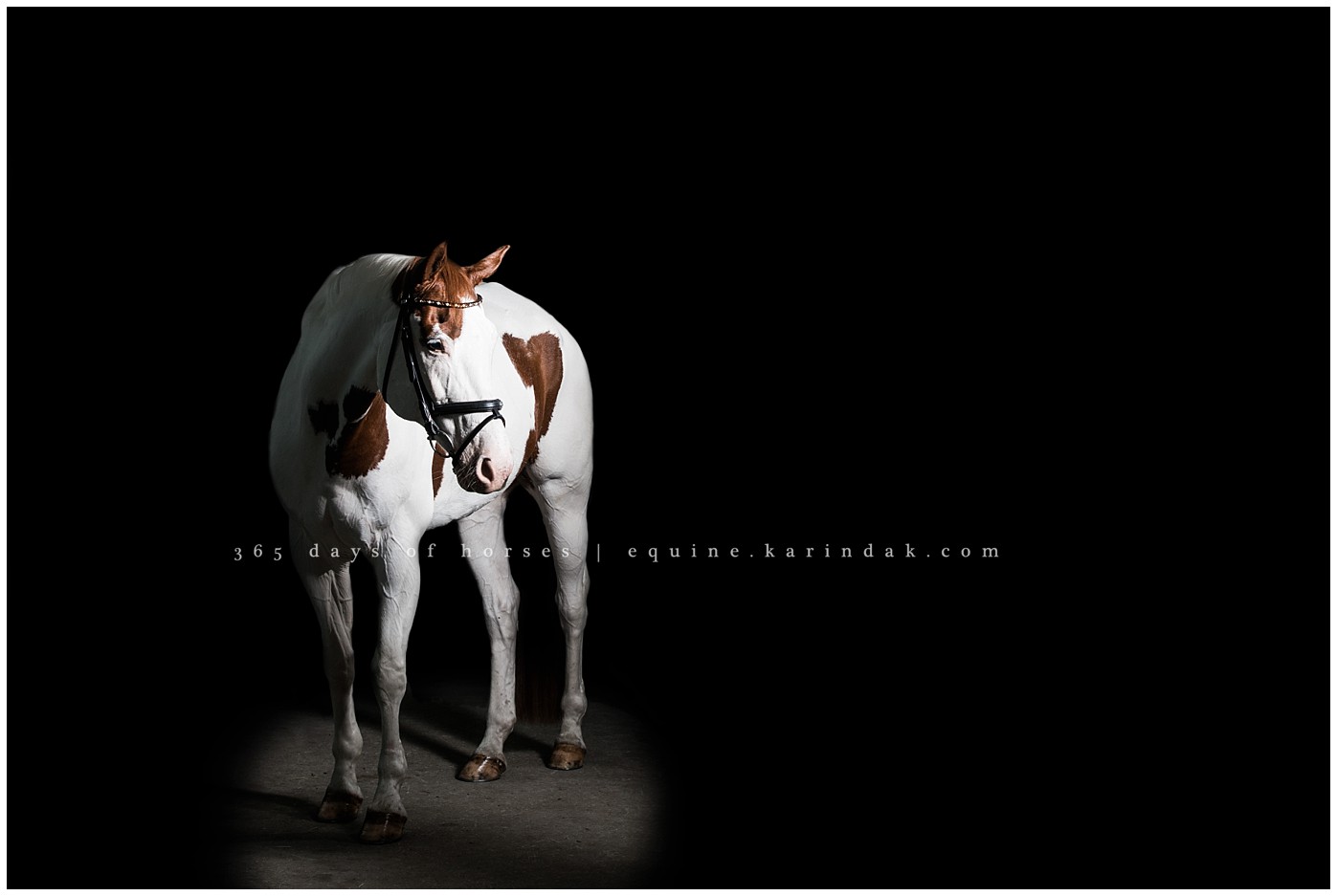 Horse Photography | Karinda K Texas Equine Photography | equine.test.karindak.com