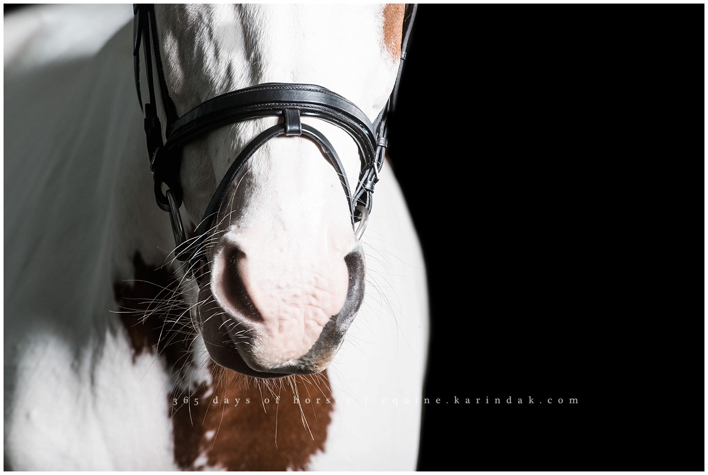 Texas Equine Photographer | Karinda K Texas Equine Photography | equine.test.karindak.com