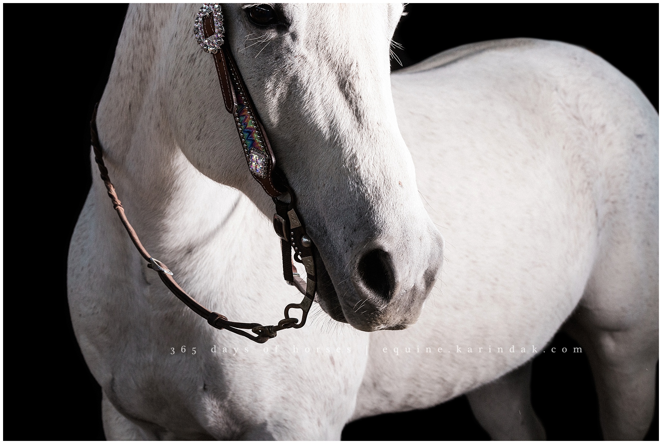 Texas Horse Portraits | Karinda K Texas Equine Photography | equine.test.karindak.com