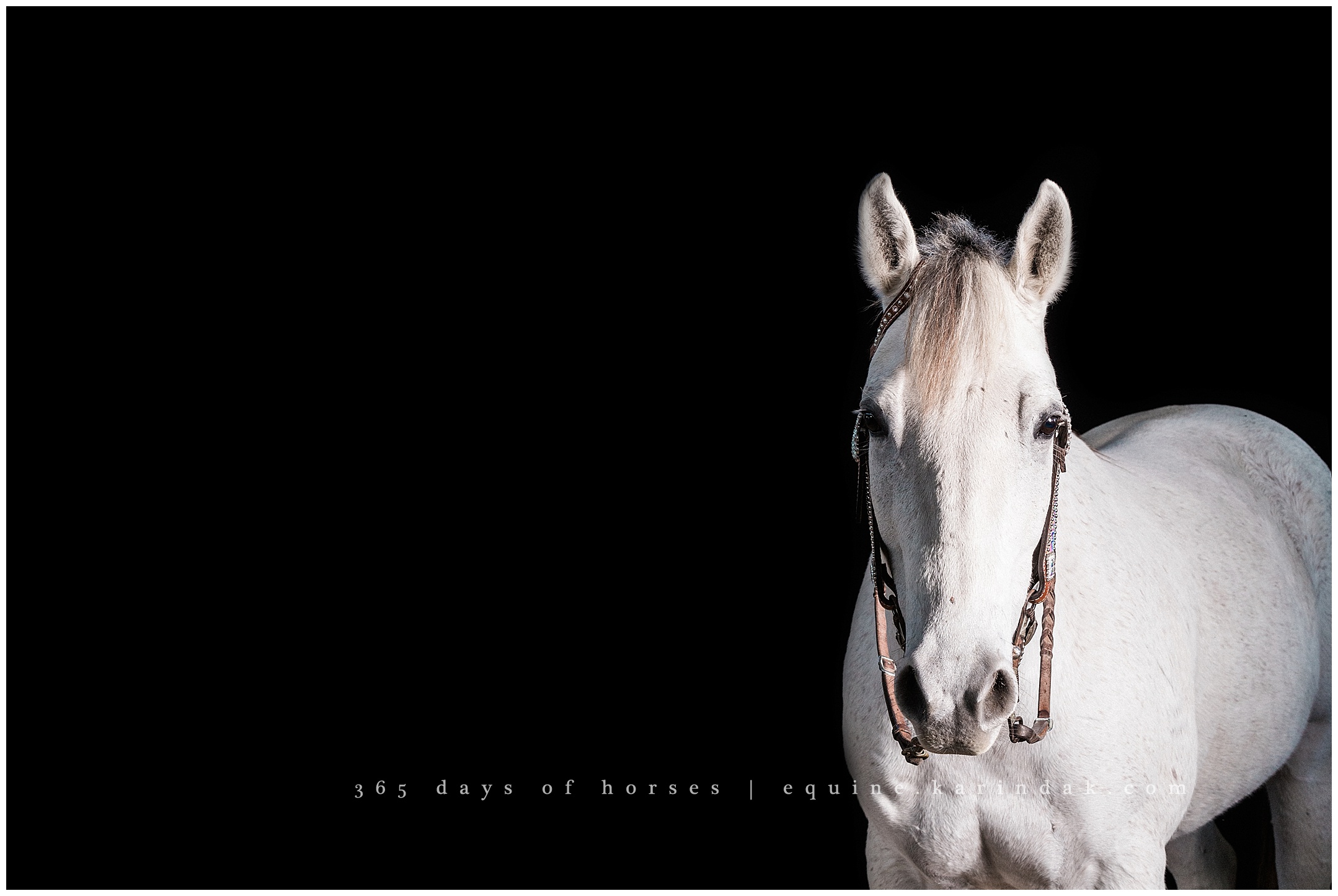 Texas Horse Portraits | Karinda K Texas Equine Photography | equine.test.karindak.com