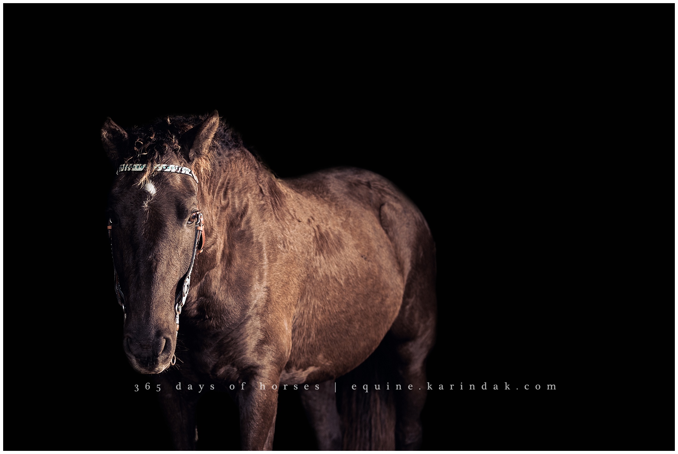 Texas Horse Photographer | Karinda K Texas Equine Photography | equine.test.karindak.com