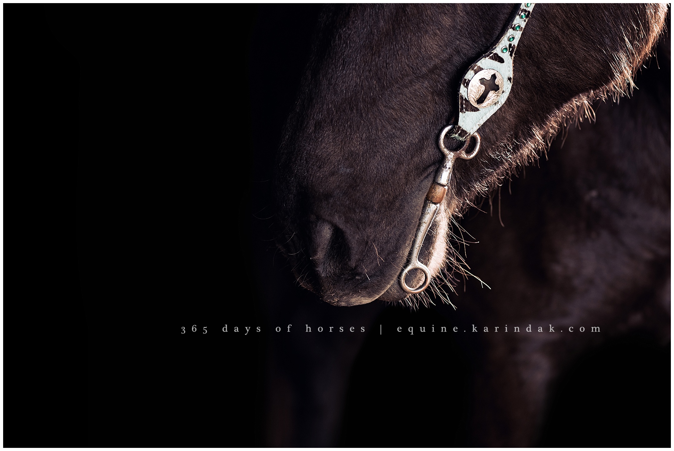 Texas Horse Photographer | Karinda K Texas Equine Photography | equine.test.karindak.com