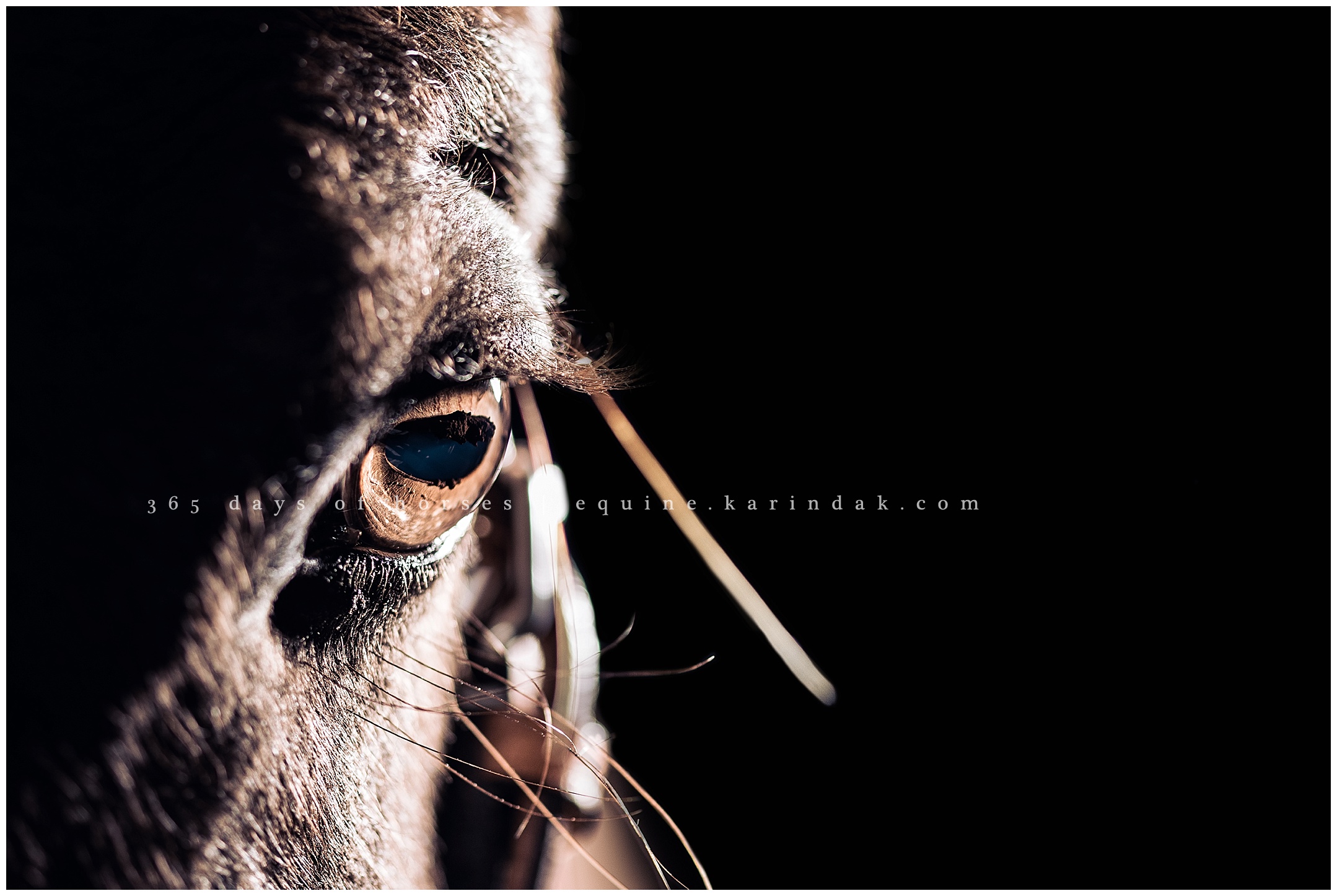 Texas Horse Photographer | Karinda K Texas Equine Photography | equine.test.karindak.com