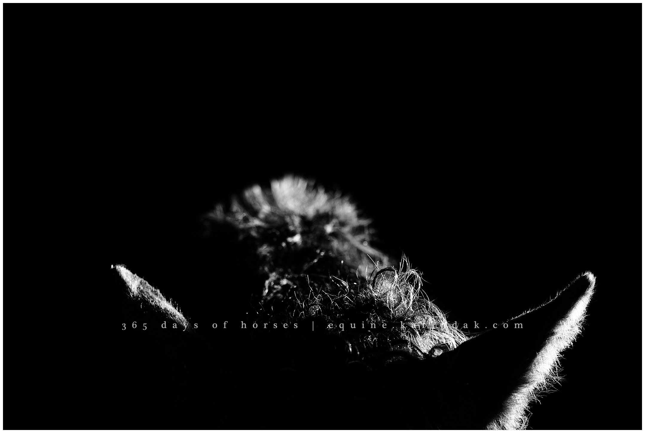 Texas Horse Photographer | Karinda K Texas Equine Photography | equine.test.karindak.com