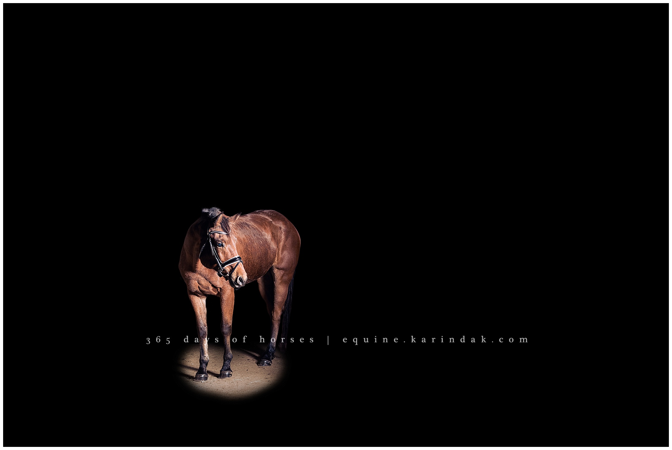 Austin Equine Photographer | Karinda K Texas Equine Photography | equine.test.karindak.com