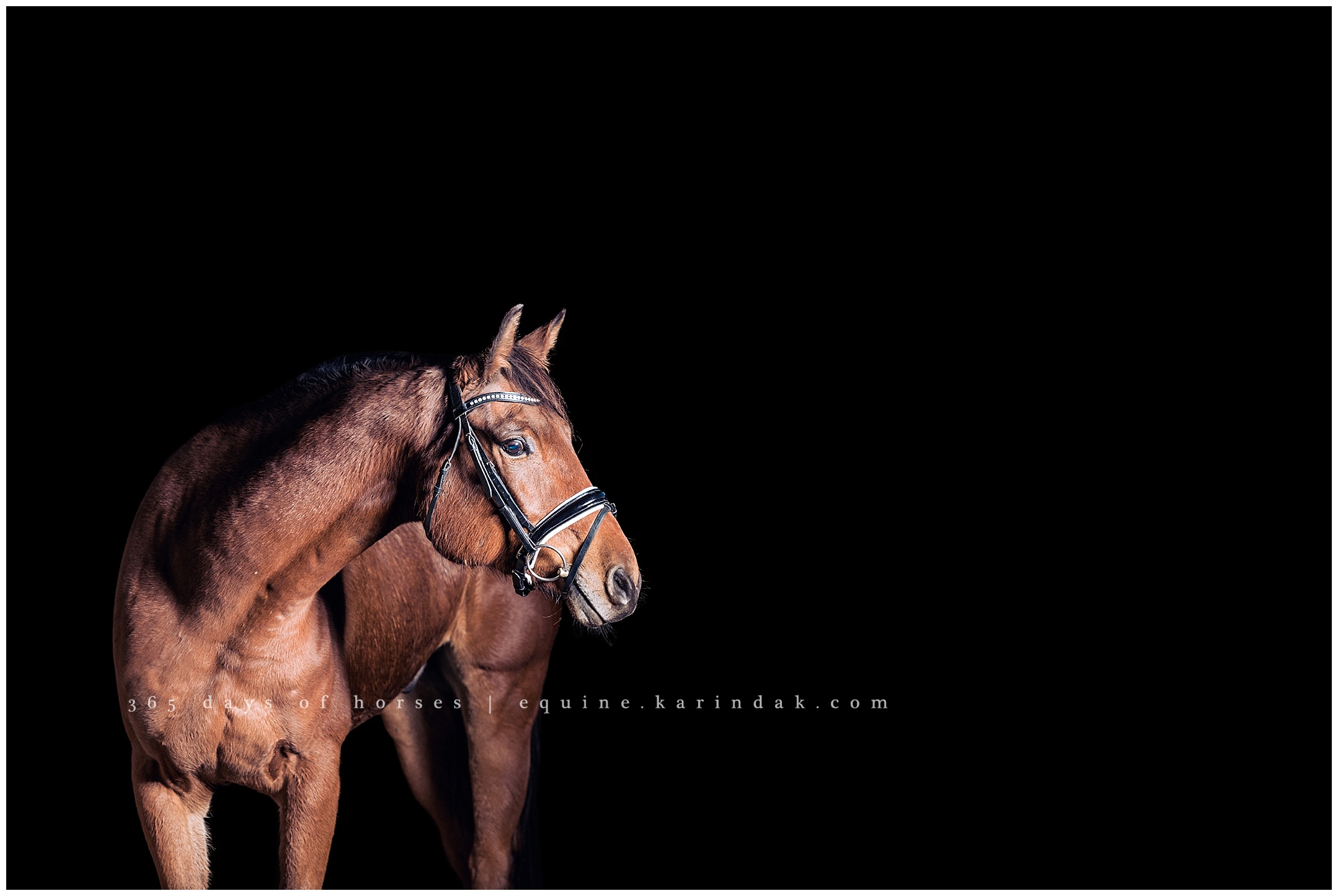 Austin Equine Photographer | Karinda K Texas Equine Photography | equine.test.karindak.com