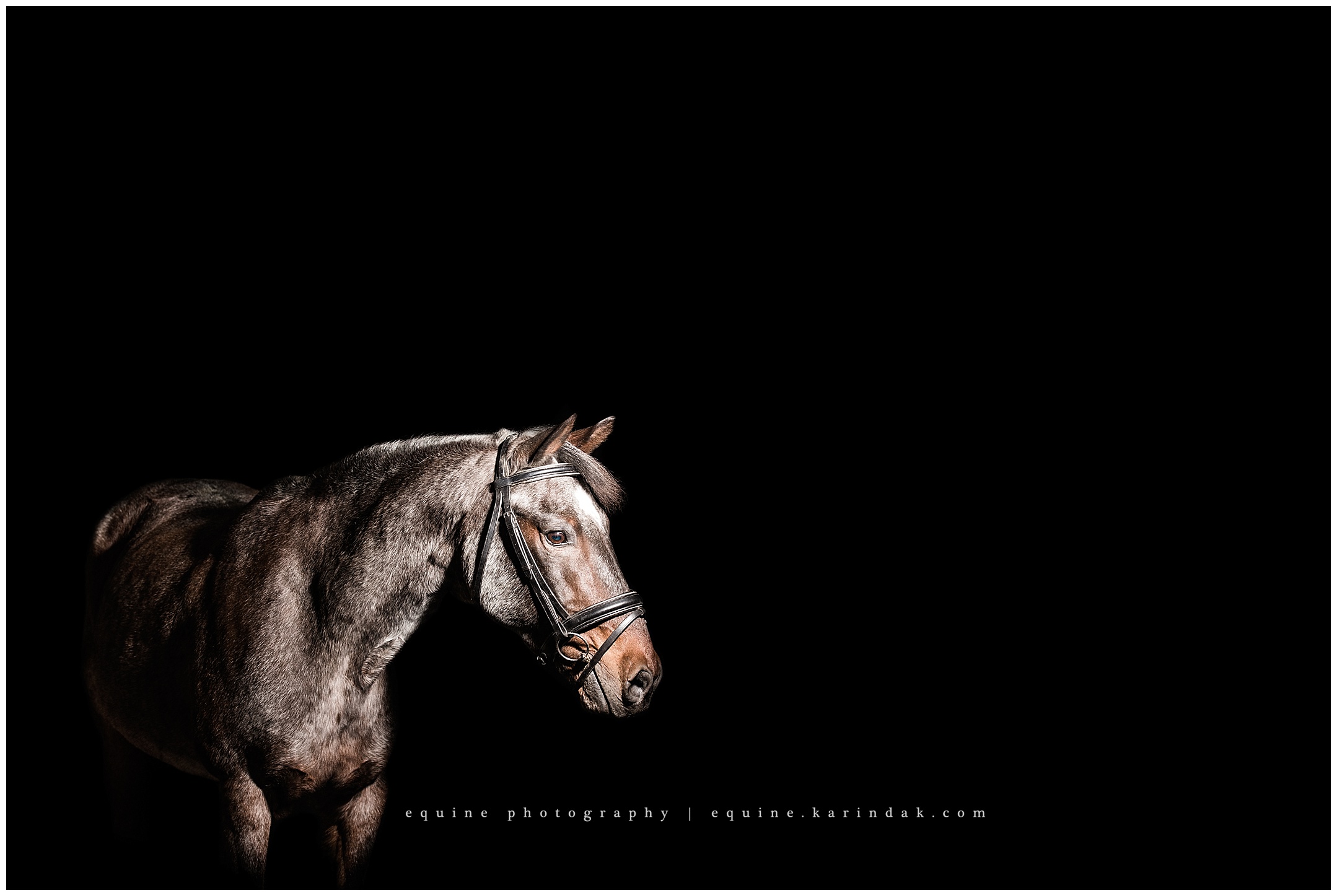 Spanish Mustang Oklahoma Houdini