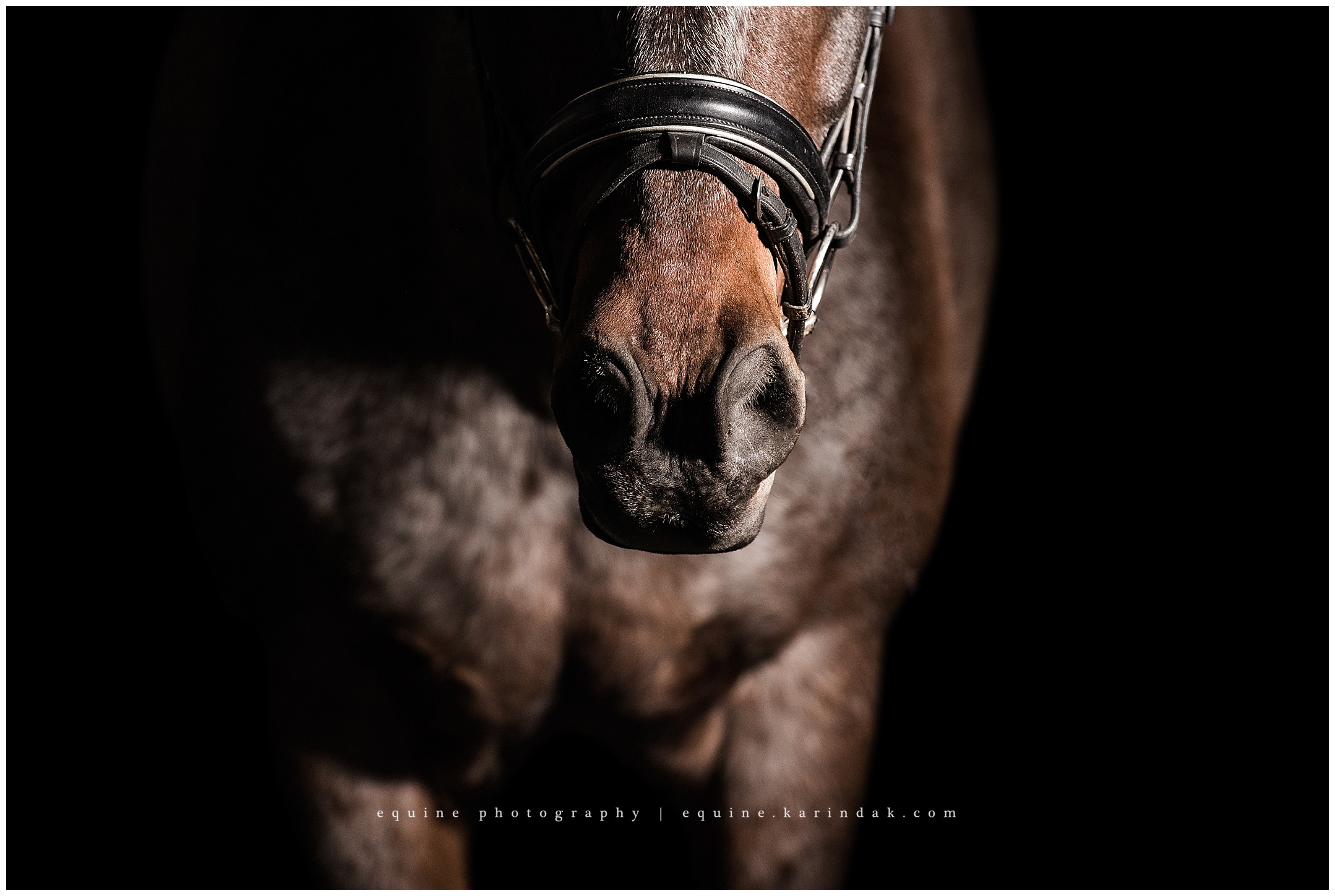 Spanish Mustang Oklahoma Houdini 