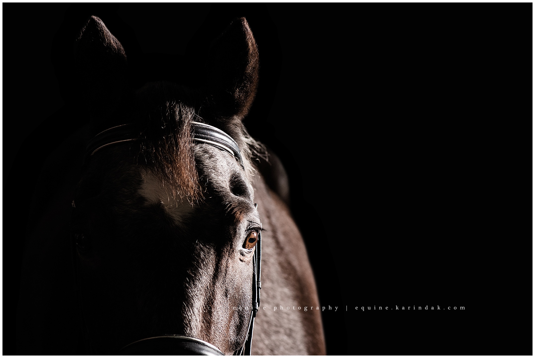 San Antonio Equine Photographer 