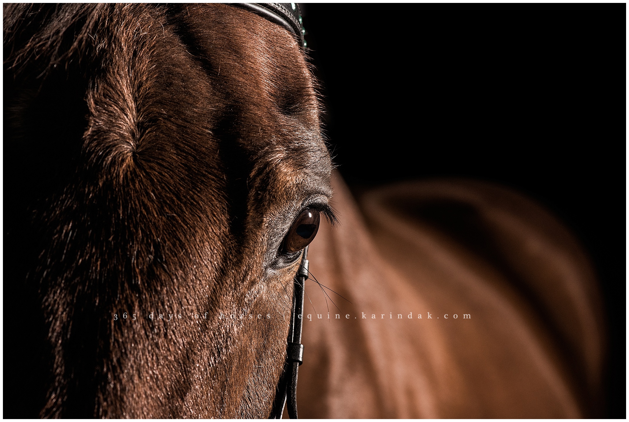 Texas Equine Photographer | Karinda K Texas Equine Photography | equine.test.karindak.com
