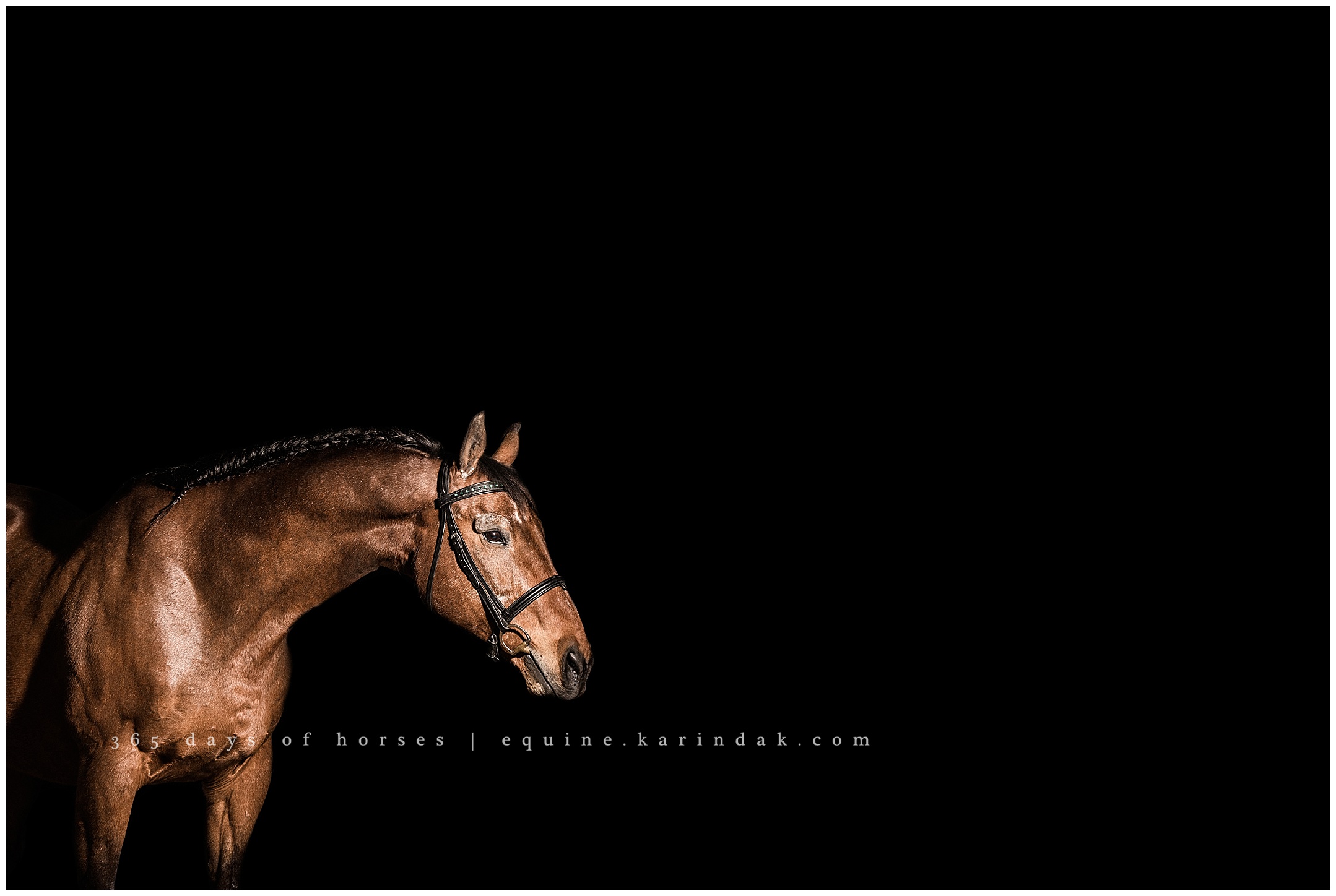 Texas Equine Photographer | Karinda K Texas Equine Photography | equine.test.karindak.com