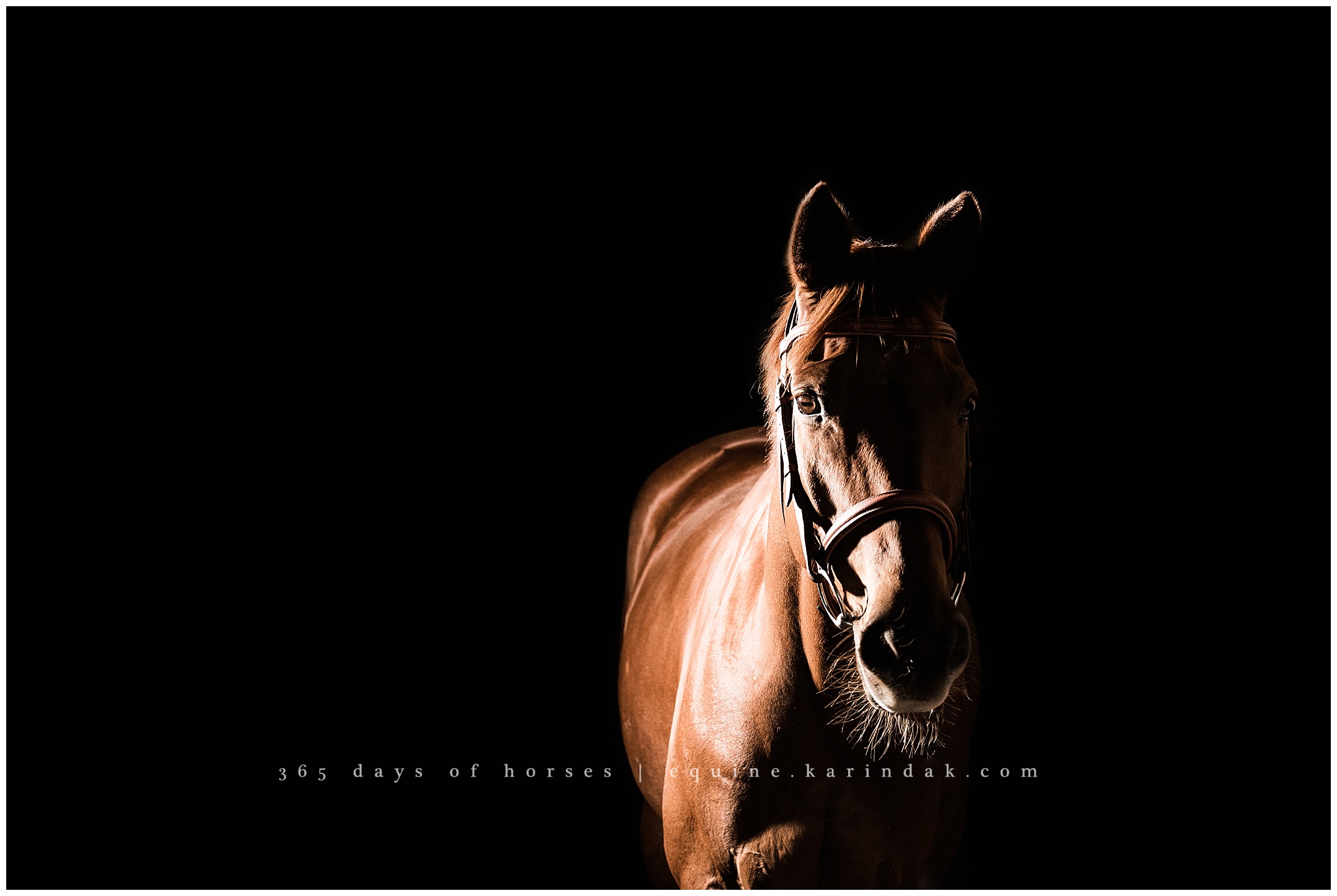 San Antonio Equine Photographer | Karinda K Texas Equine Photography | equine.test.karindak.com