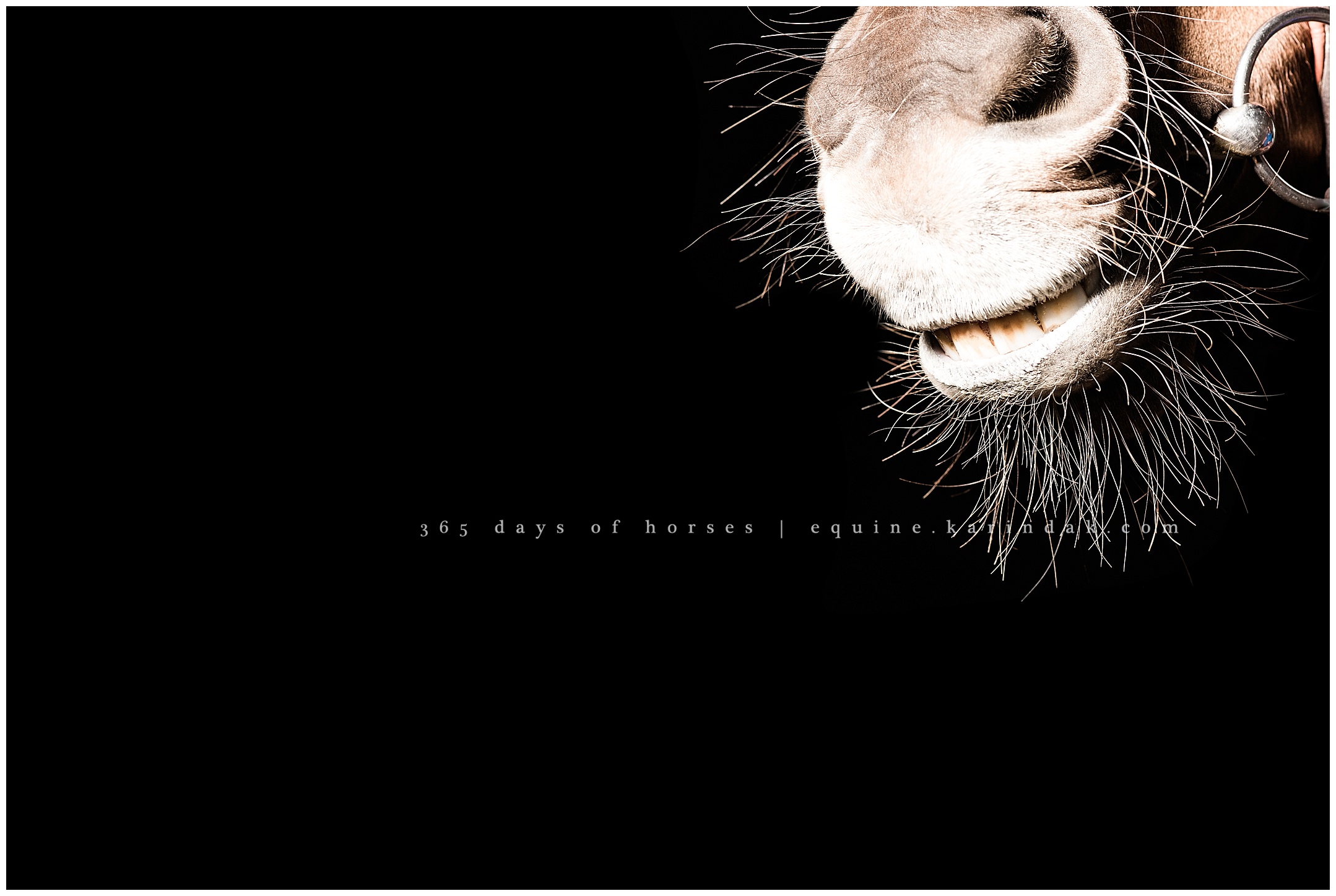 San Antonio Equine Photographer | Karinda K Texas Equine Photography | equine.test.karindak.com