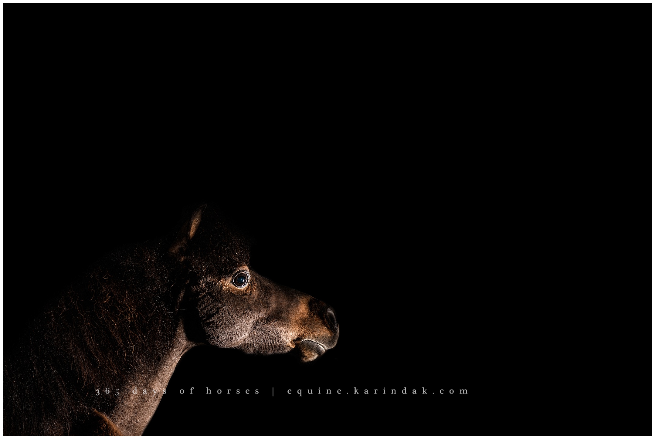 Texas Equine Photographer | Karinda K Texas Equine Photography | equine.test.karindak.com